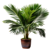 Interior home plant in pot png