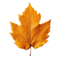 Autumn falling leaf isolated png