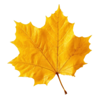 Autumn falling leaf isolated png