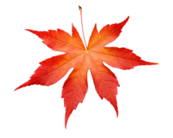 feuilles d'automne isolées png