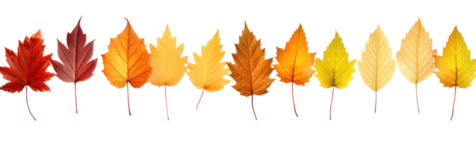 Autumn leaves border isolated png