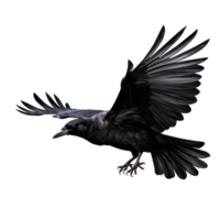 Flying black crow isolated png
