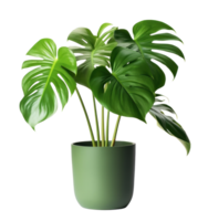 planta monstera verde em vaso png