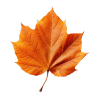 Autumn falling leaf isolated png