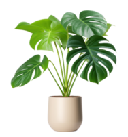 Green monstera plant in pot png