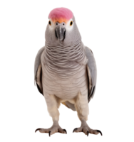 grå papegoja isolerat png