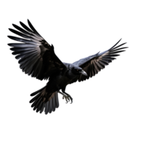 volante nero corvo isolato png