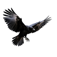 Flying black crow isolated png