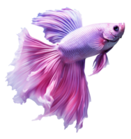 Beautiful siamese fish isolated png
