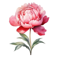 Watercolor peony flower isolated png