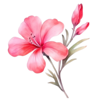 Watercolor pink flower isolated png