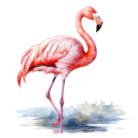 Watercolor pink flamingo isolated png