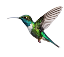 flygande kolibri isolerat png