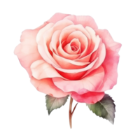 aguarela rosa flor isolado png