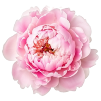 Pink peony flower isolated png