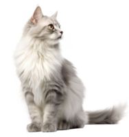 Cute cat isolated png