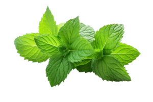 menthe vert feuille isolé png