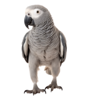 gris loro aislado png