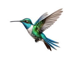 Flying hummingbird isolated png