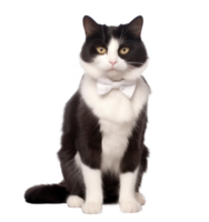 Cute cat isolated png