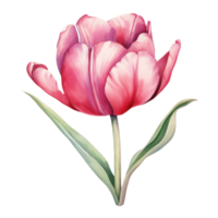 Watercolor tulip flower isolated png