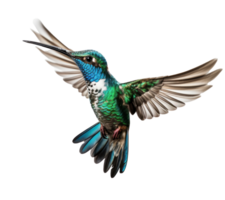 Flying hummingbird isolated png