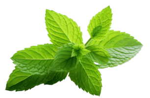 menthe vert feuille isolé png