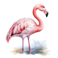 Aquarell Rosa Flamingo isoliert png