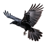 Flying black crow isolated png