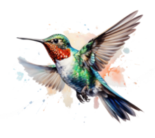 Flying hummingbird isolated png