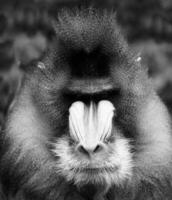 A beautiful black and white portrait of a monkey at close range that looks at the camera. baboon monkeys . photo