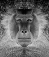 A beautiful black and white portrait of a monkey at close range that looks at the camera, baboon. photo