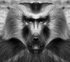 A beautiful black and white portrait of a monkey at close range that looks at the camera. Baboon. photo