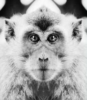 A beautiful black and white portrait of a monkey at close range that looks at the camera photo