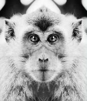 A beautiful black and white portrait of a monkey at close range that looks at the camera photo