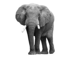 Black and white portrait of an African elephant on a white background. Wild animal photo