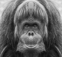 A beautiful black and white portrait of a monkey at close range that looks at the camera photo