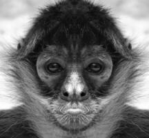A beautiful black and white portrait of a monkey at close range that looks at the camera. spider monkeys. photo