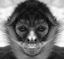 A beautiful black and white portrait of a monkey at close range that looks at the camera. spider monkeys. photo