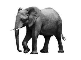 Black and white portrait of an African elephant on a white background. Wild animal photo