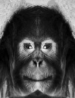 A beautiful black and white portrait of a monkey at close range that looks at the camera photo