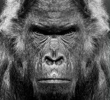 A beautiful black and white portrait of a monkey at close range that looks at the camera. Gorilla photo