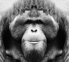 A beautiful black and white portrait of a monkey at close range that looks at the camera. Orangutan. photo