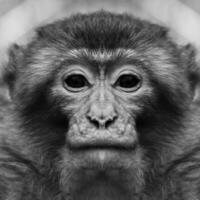 A beautiful black and white portrait of a monkey at close range that looks at the camera. Macaca. photo