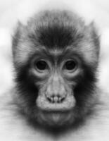 A beautiful black and white portrait of a monkey at close range that looks at the camera. Macaca. photo