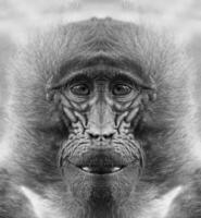 A beautiful black and white portrait of a monkey at close range that looks at the camera photo