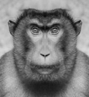 A beautiful black and white portrait of a monkey at close range that looks at the camera. Macaca. photo