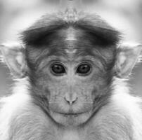 A beautiful black and white portrait of a monkey at close range that looks at the camera. Macaca. photo