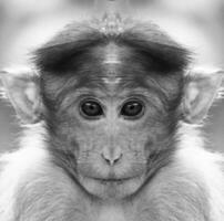 A beautiful black and white portrait of a monkey at close range that looks at the camera. Macaca. photo