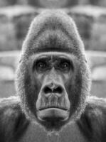 A beautiful black and white portrait of a monkey at close range that looks at the camera. Gorilla photo